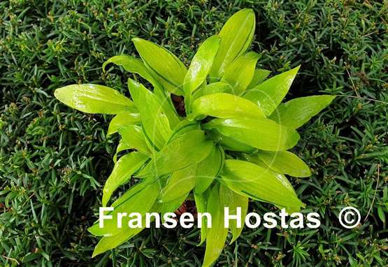 Hosta Ripple Fever